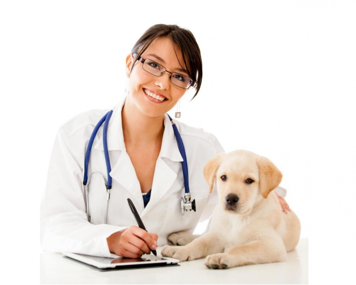 Диплом ветеринара  Диплом ветеринара